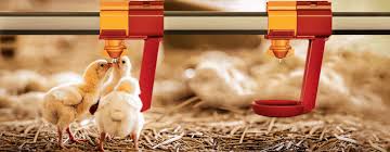 Bebederos automáticos para aves: tipos, instalación y errores comunes